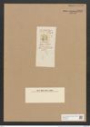 Amphora ocellata Donk. (de-Toni-Nr.: Genus 36, Species 1505) Zeichnungen Sammlung Grunow Nr. 2918 (NHMW-BOT-W0370259)